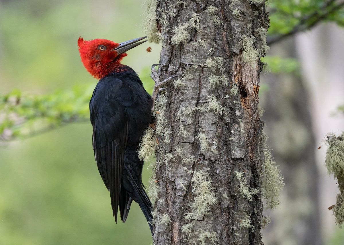 Magellanic Woodpecker - ML645231469