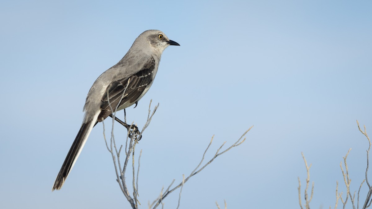 Tropikal Taklitçi (gracilis/leucophaeus) - ML645231471