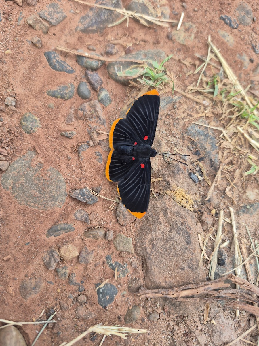 Insects - ML645231473