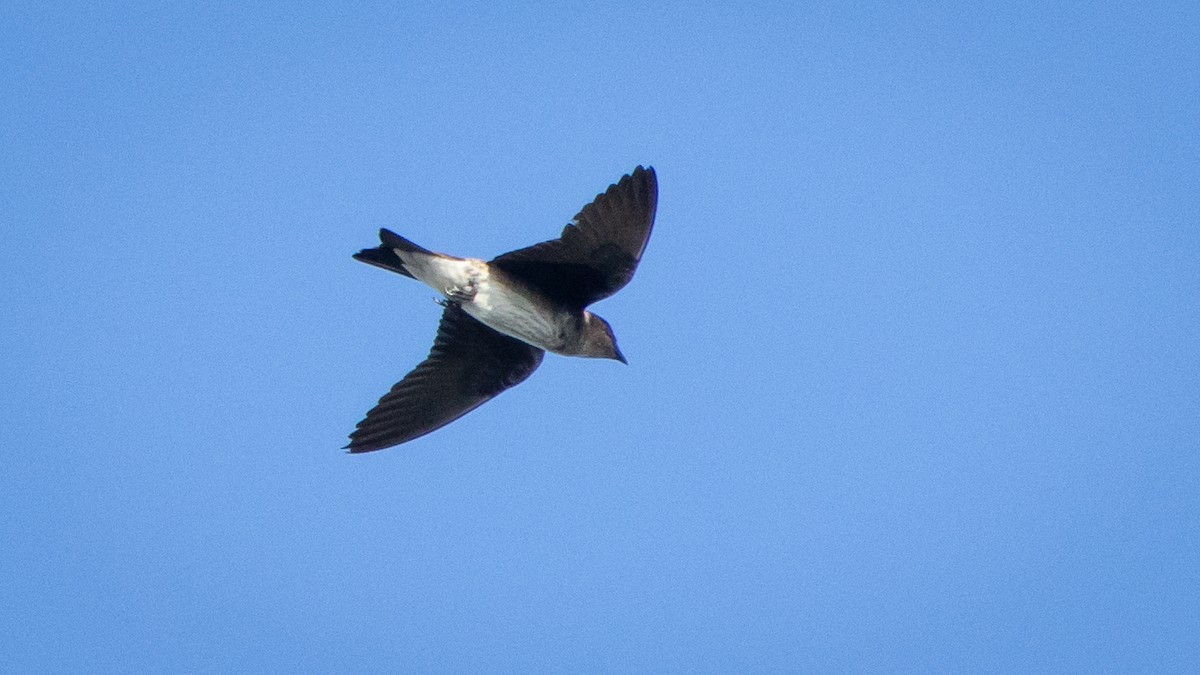 Hirondelle noire - ML645231477