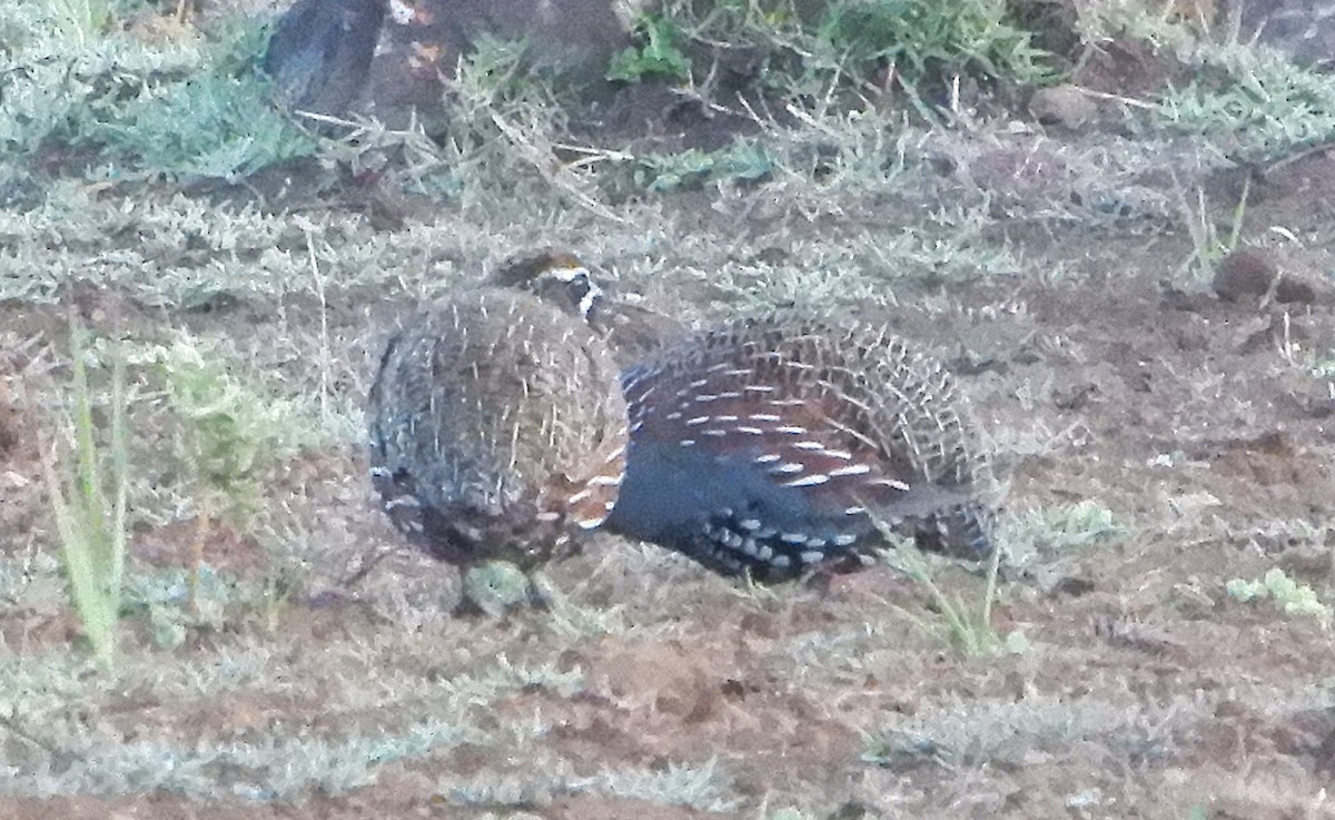 Madagascar Partridge - ML645231502