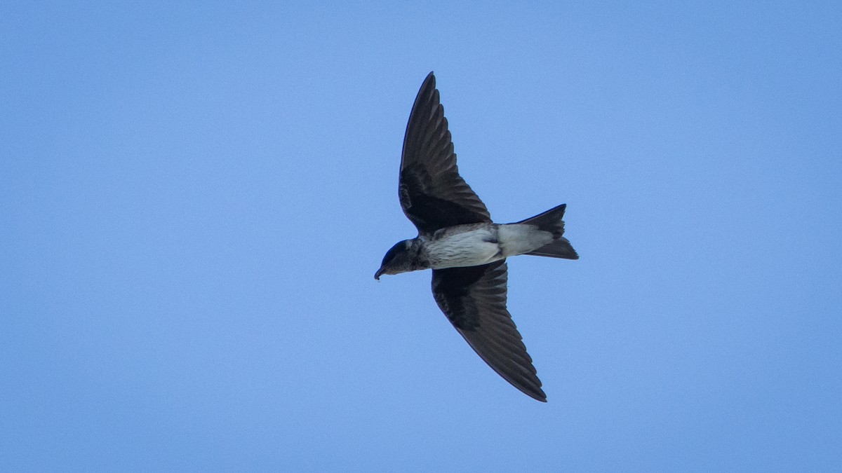 Hirondelle noire - ML645231504