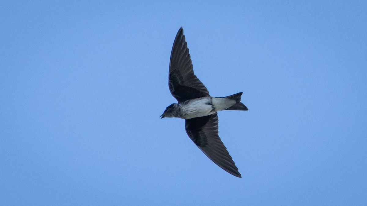 Hirondelle noire - ML645231515