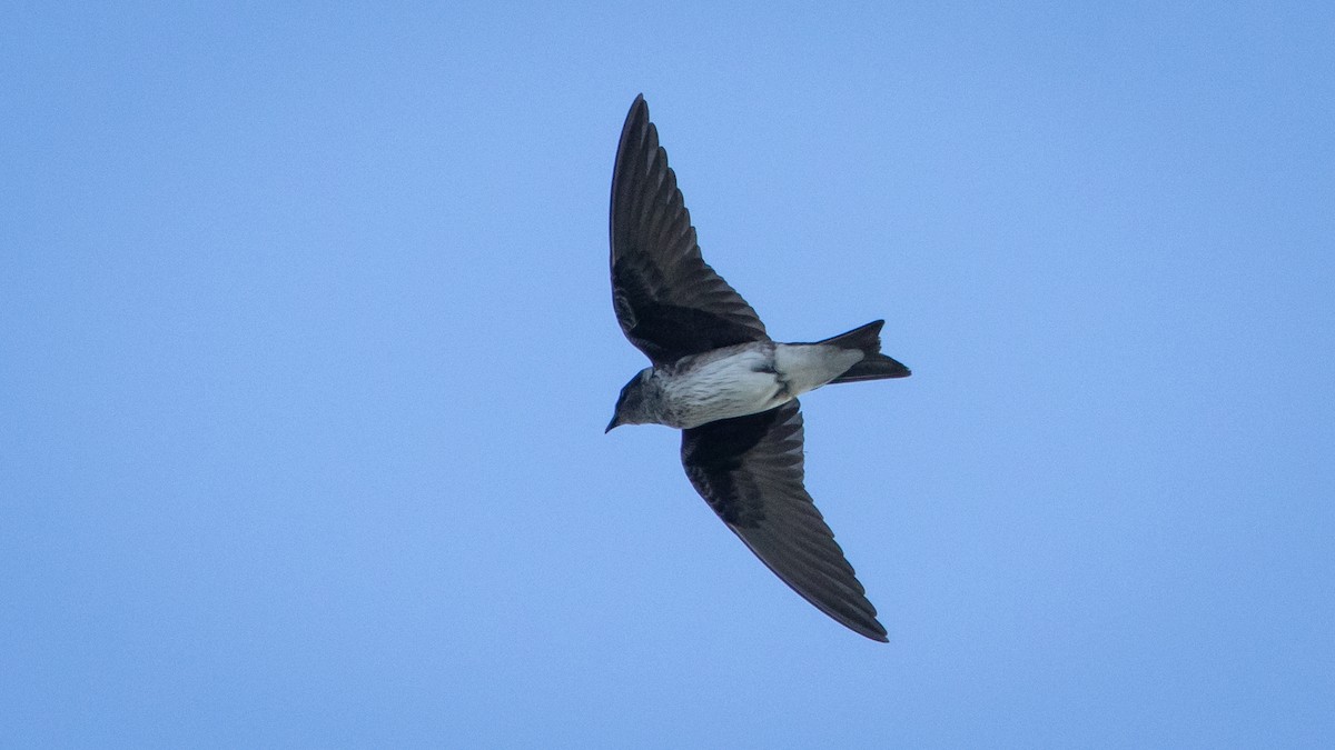 Hirondelle noire - ML645231522