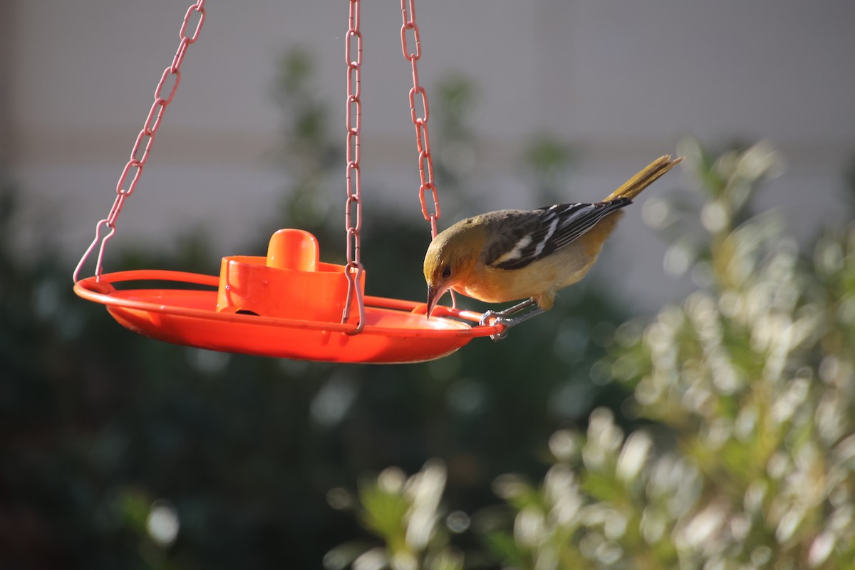 ボルチモアムクドリモドキ - ML645231526