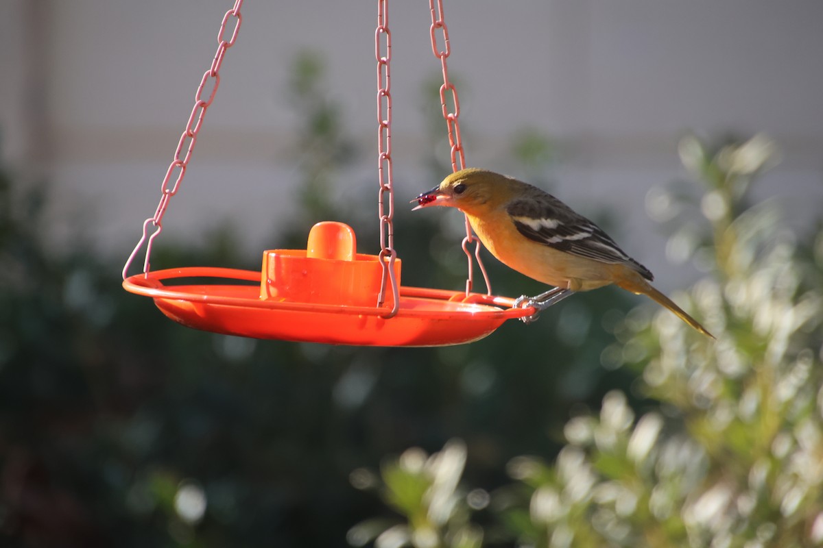 ボルチモアムクドリモドキ - ML645231528