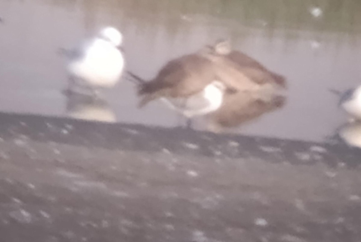 Gull-billed Tern - ML645231537