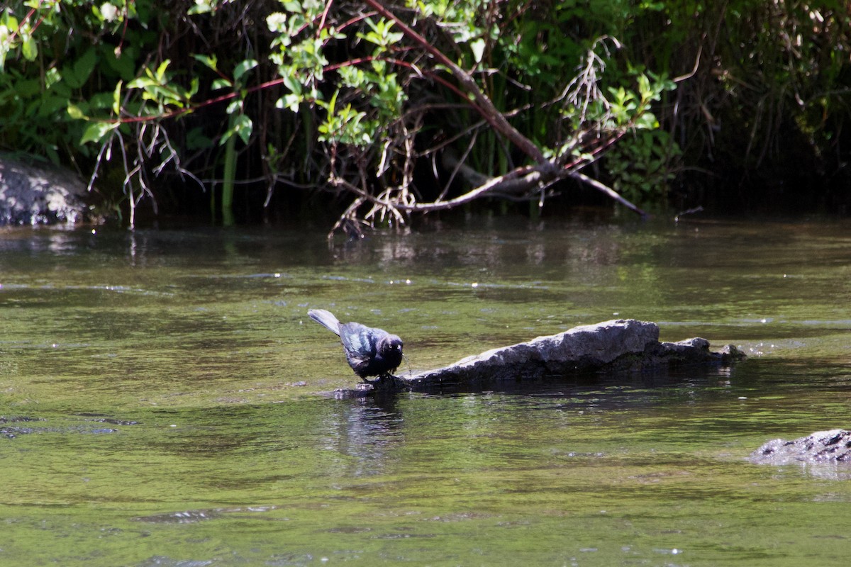 Brewer's Blackbird - ML645231546