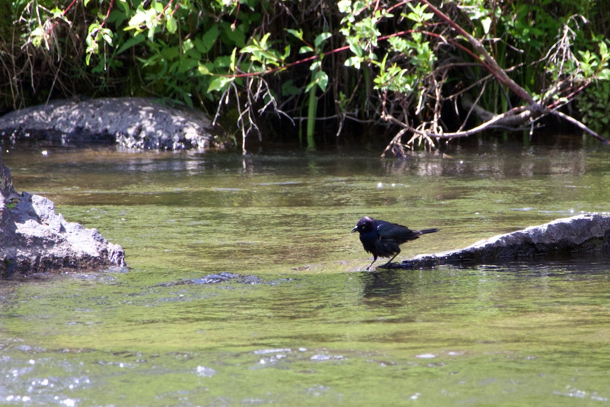 Brewer's Blackbird - ML645231547