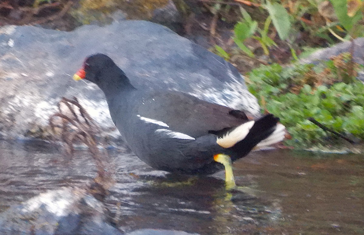 Eurasian Moorhen - ML645231548
