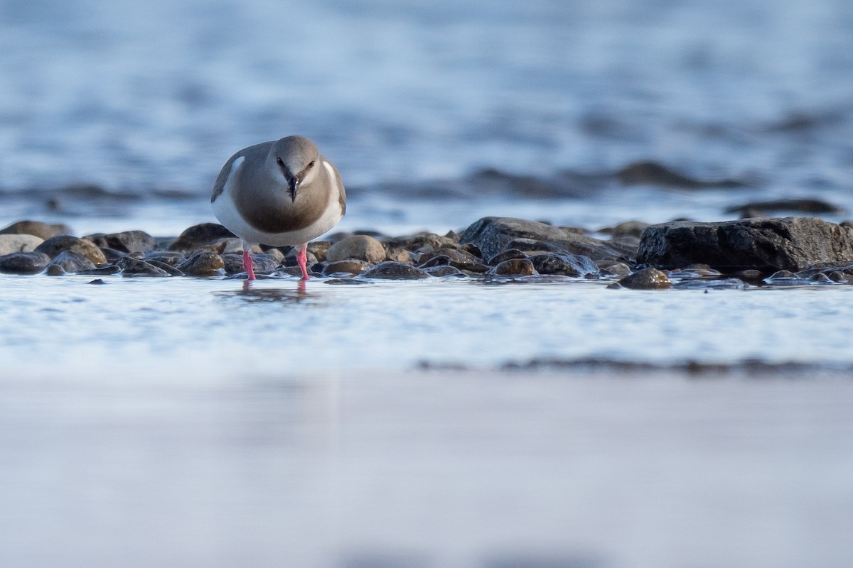 Магелланова ржанка - ML645231550