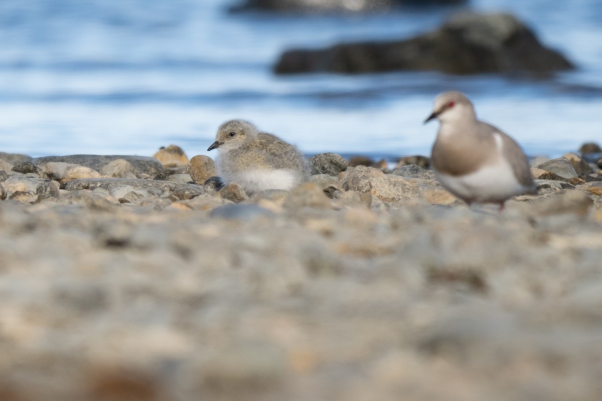 Магелланова ржанка - ML645231551