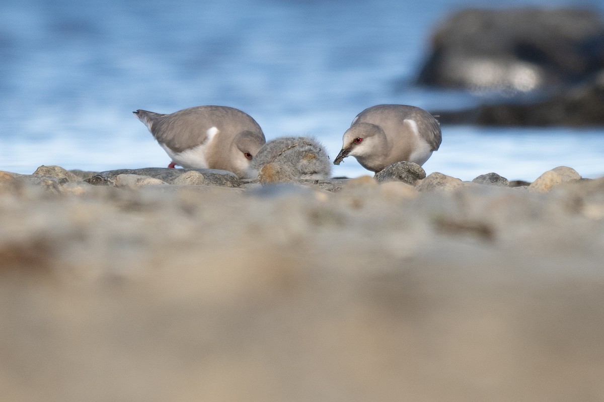 Магелланова ржанка - ML645231552