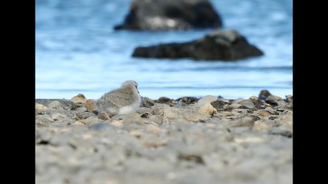 Magellanic Plover - ML645231553