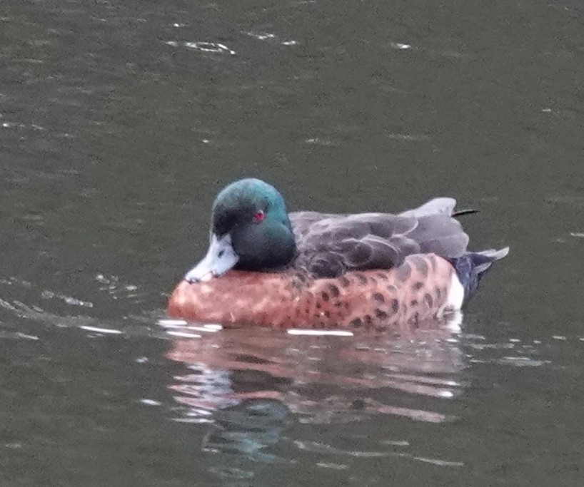 Chestnut Teal - ML645231555