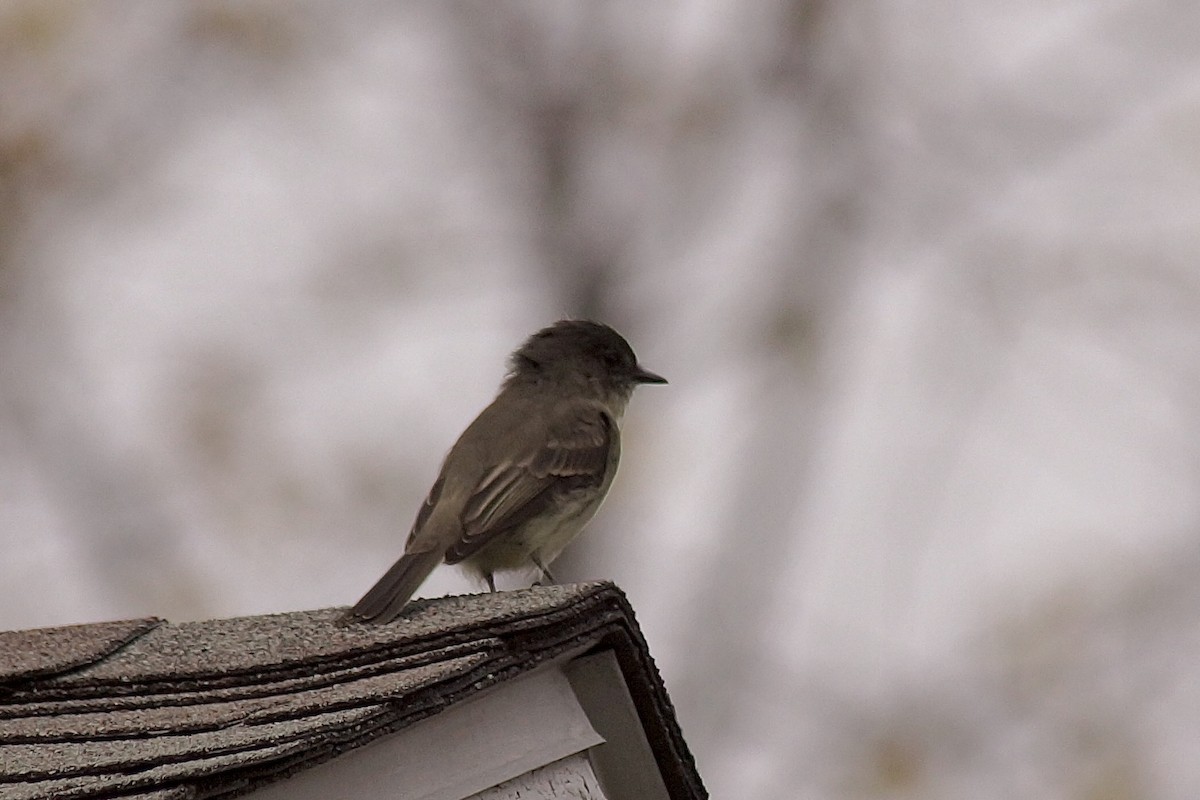 Weißbauch-Phoebetyrann - ML645231558