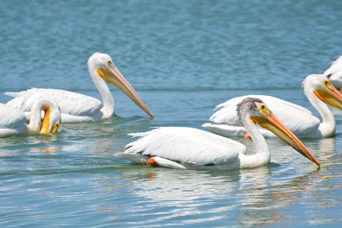 Amerika Pelikanı - ML645231559