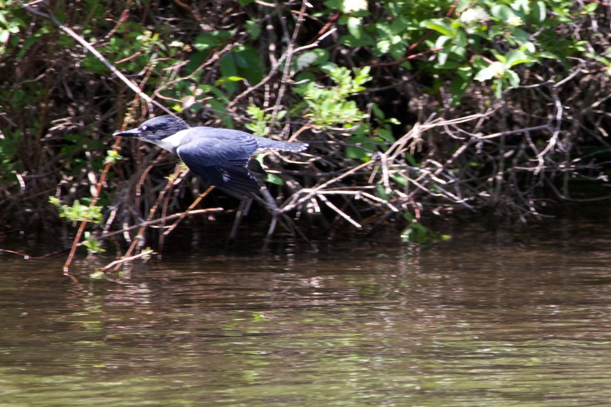 Belted Kingfisher - ML645231561