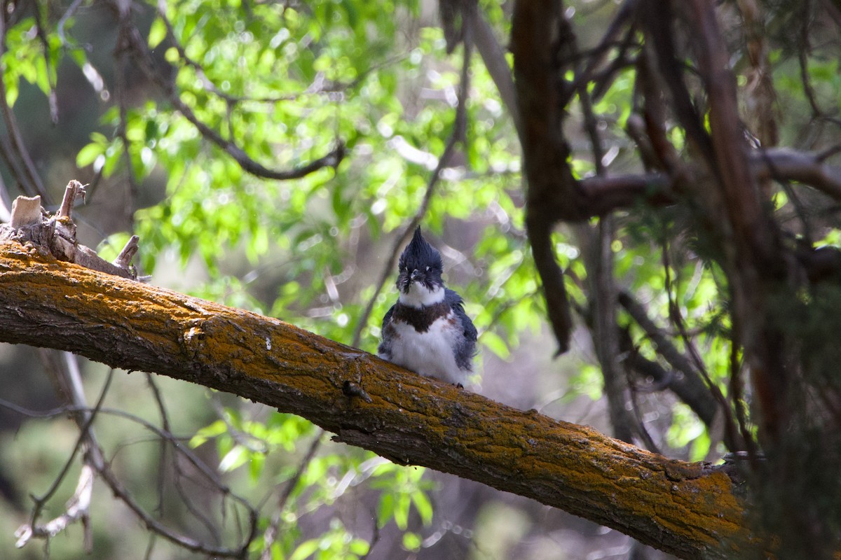 Belted Kingfisher - ML645231562
