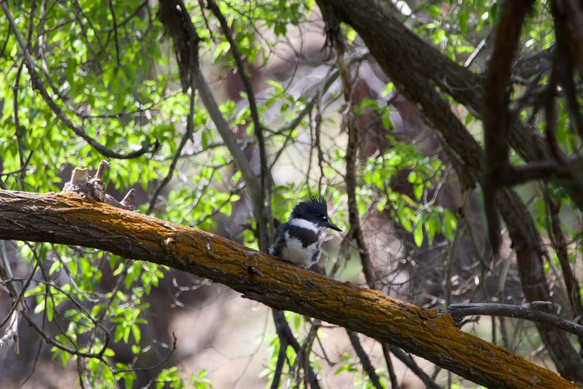 Belted Kingfisher - ML645231564