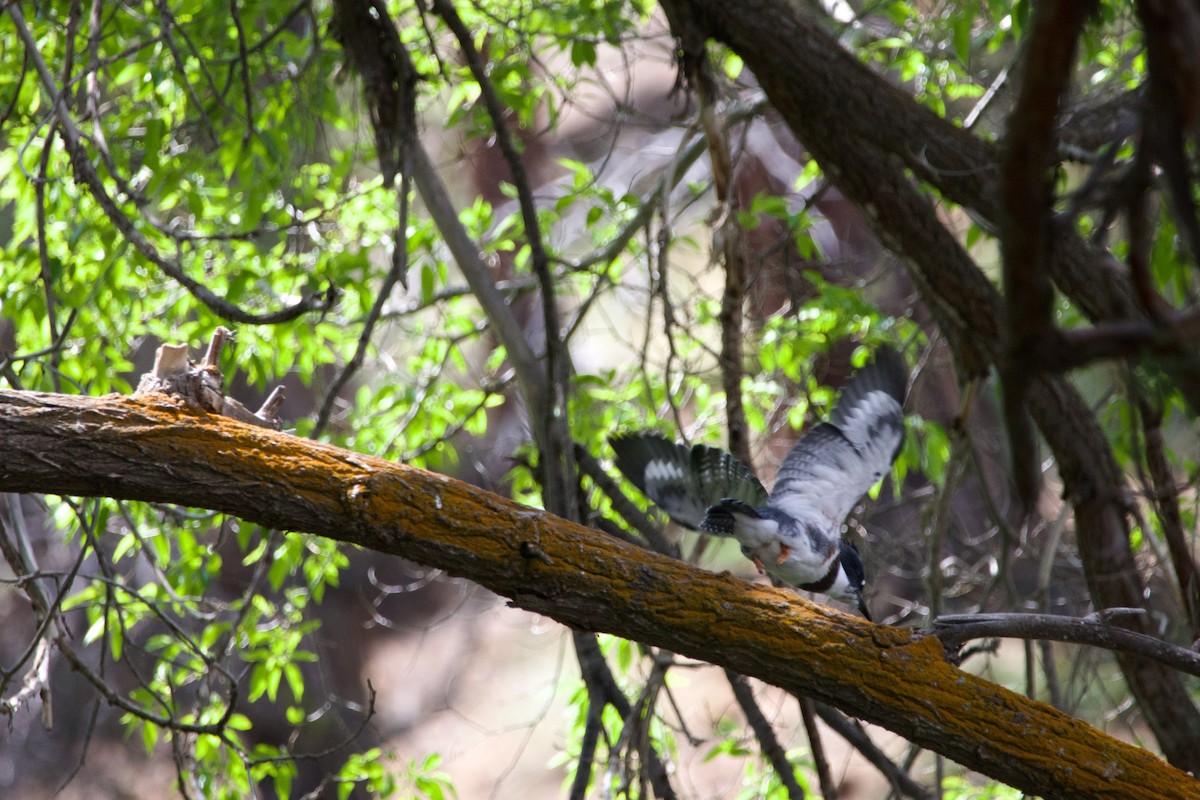 Belted Kingfisher - ML645231565