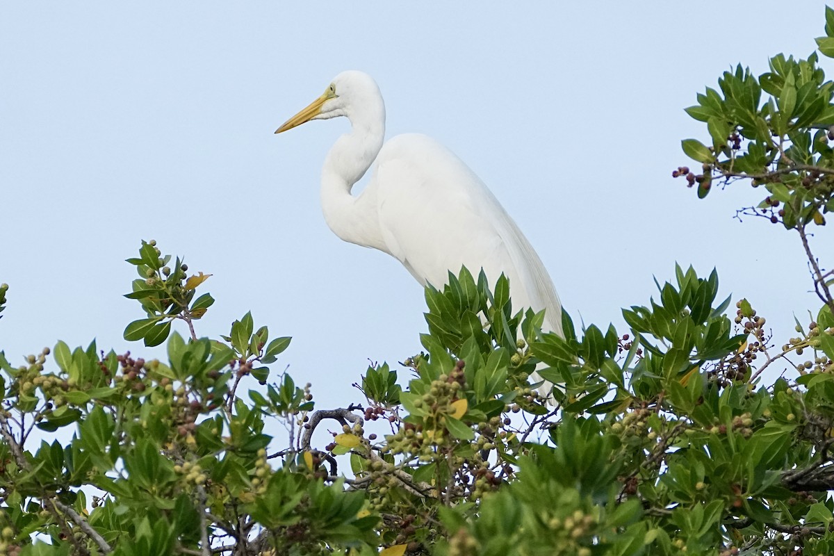 volavka bílá - ML645231600