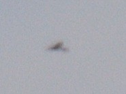 Aerospiza, Tachyspiza, Accipiter ou Astur sp. - ML645231601