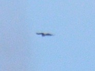 Aerospiza, Tachyspiza, Accipiter ou Astur sp. - ML645231605