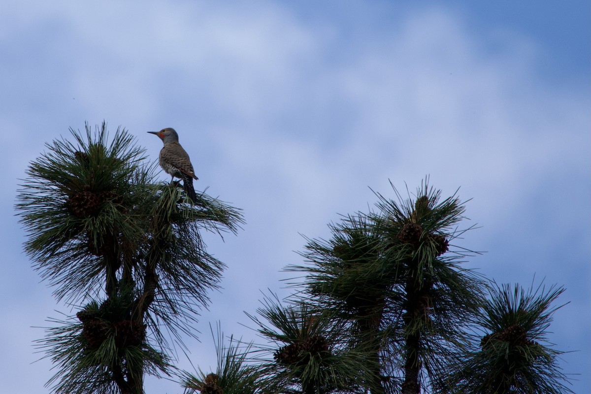 Northern Flicker - ML645231609