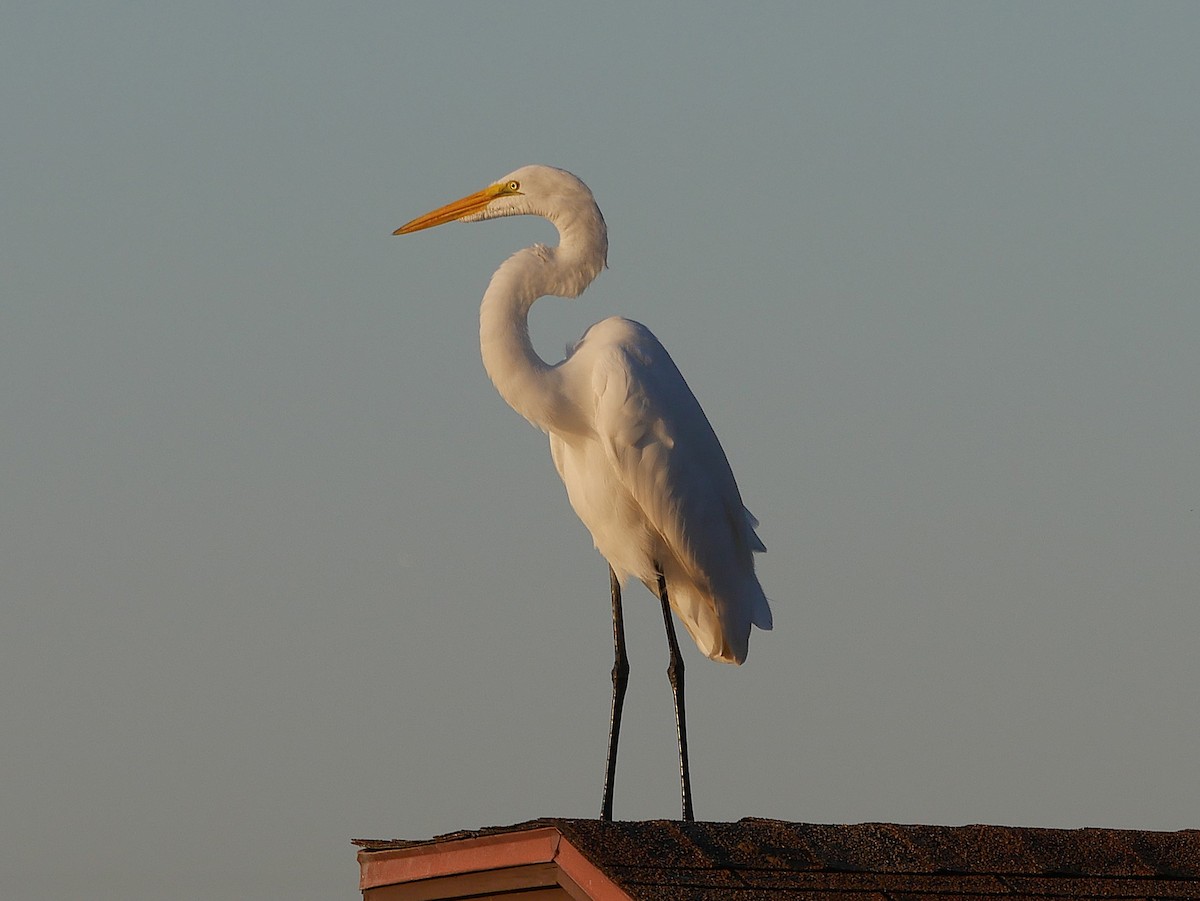 volavka bílá - ML645231654