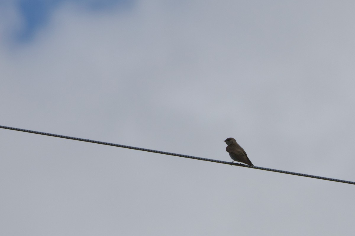 Northern Rough-winged Swallow - ML645231685