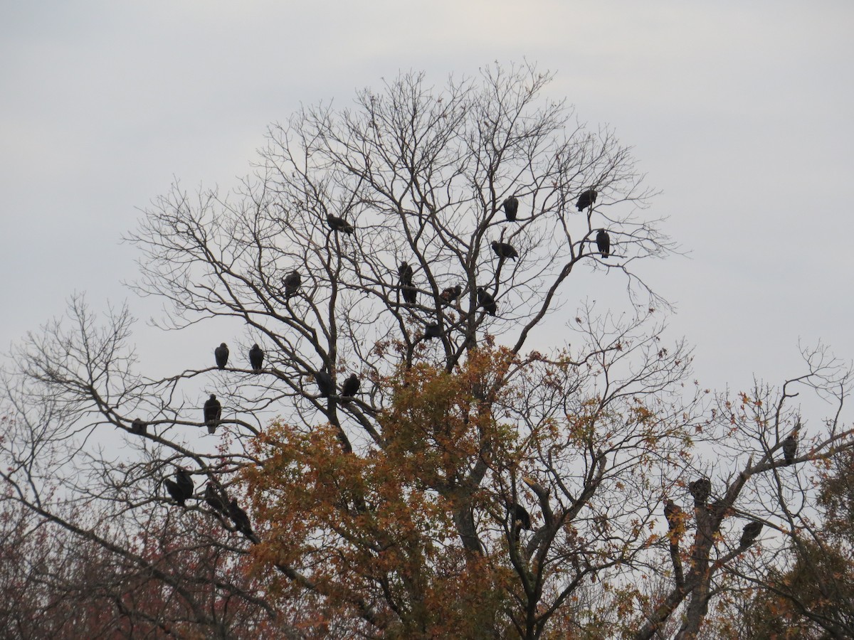 Чёрная катарта - ML645231693