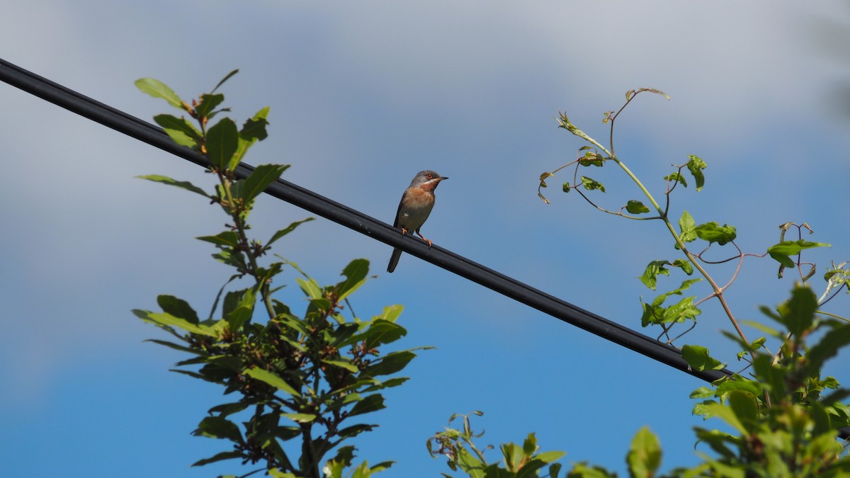 pěnice vousatá - ML645231700