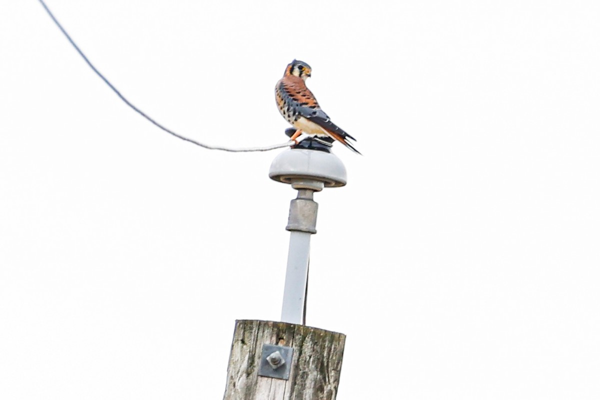 American Kestrel - ML645231710