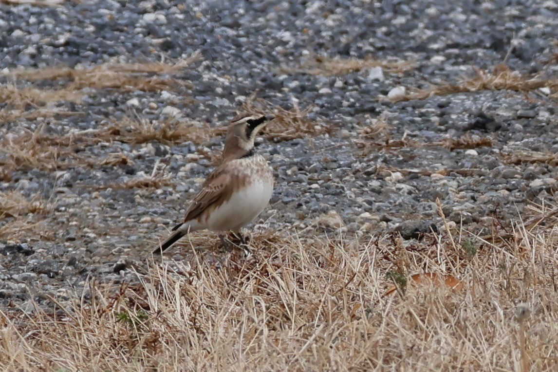 Horned Lark - ML645231728