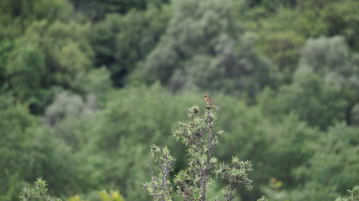 strnad cvrčivý - ML645231738