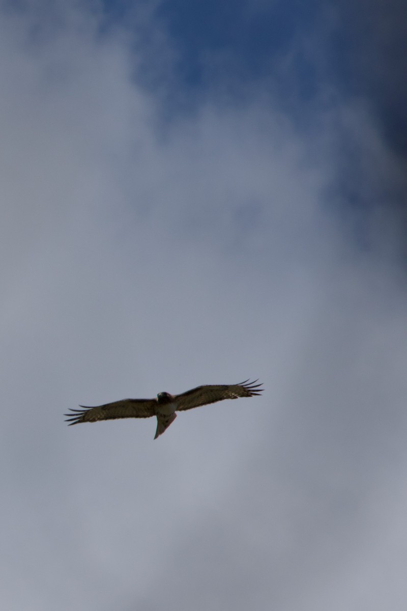 Red-tailed Hawk (calurus/alascensis) - ML645231740