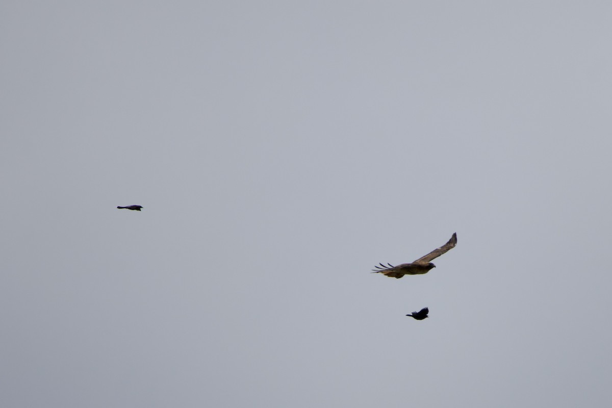 Red-tailed Hawk (calurus/alascensis) - ML645231741