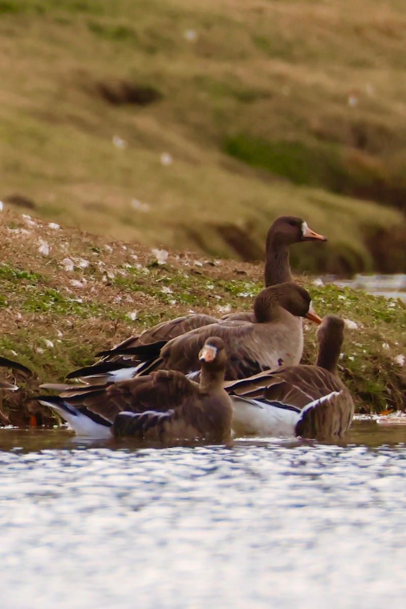 Greater White-fronted Goose - ML645231757
