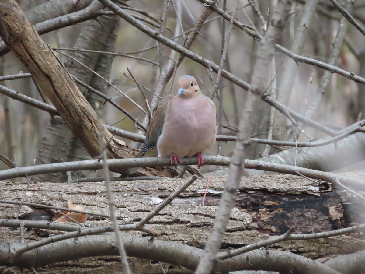 Mourning Dove - ML645231764