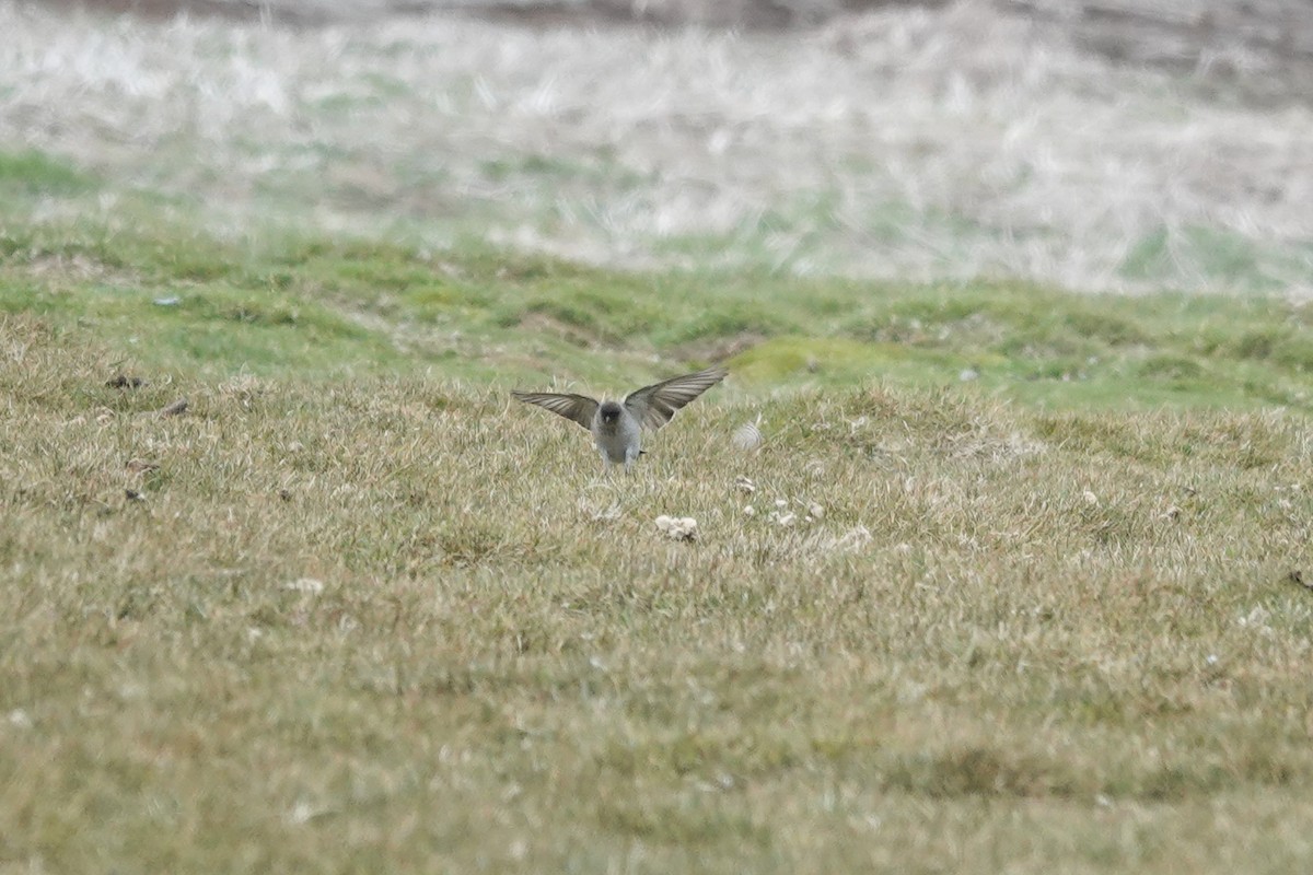 Dormilon bistré - ML645231765