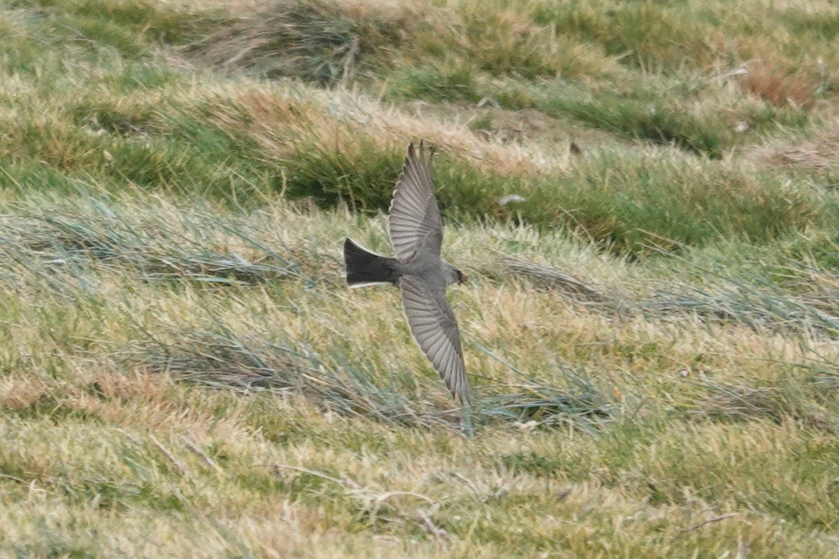 Dormilon bistré - ML645231766