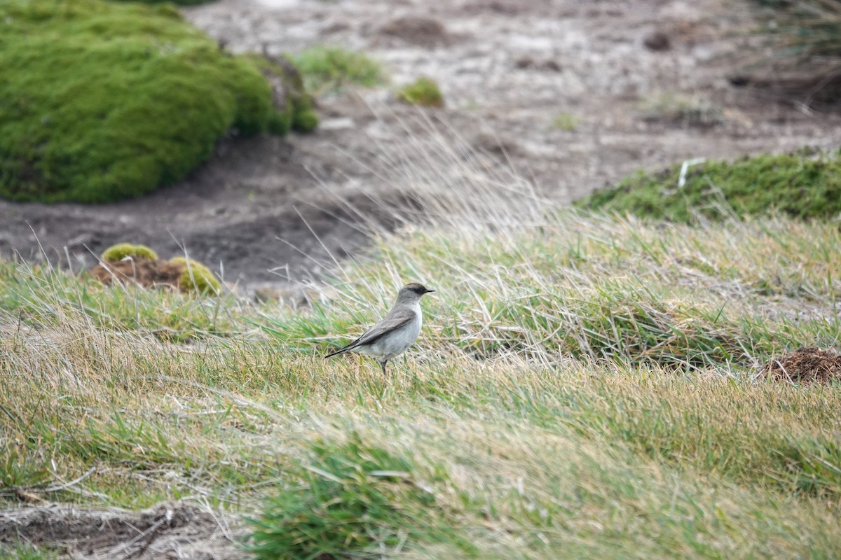 Dormilon bistré - ML645231767