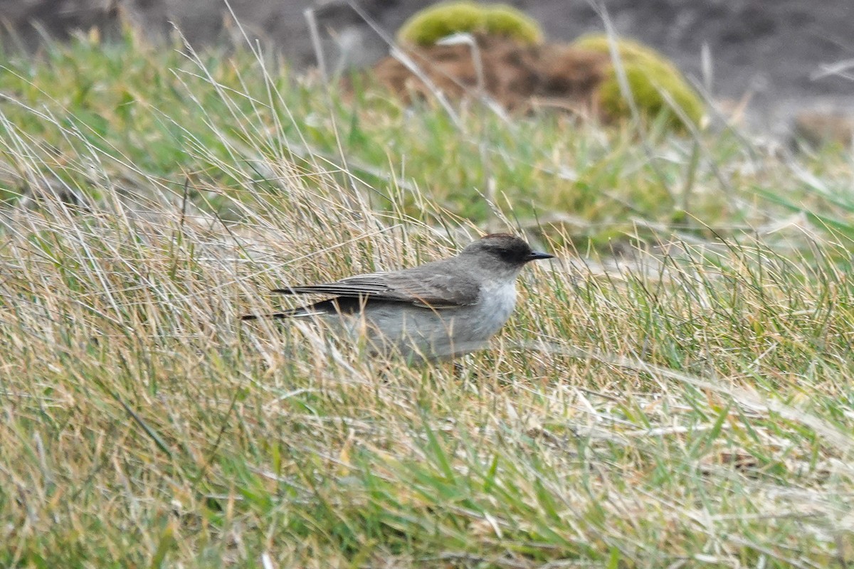 Dormilon bistré - ML645231768