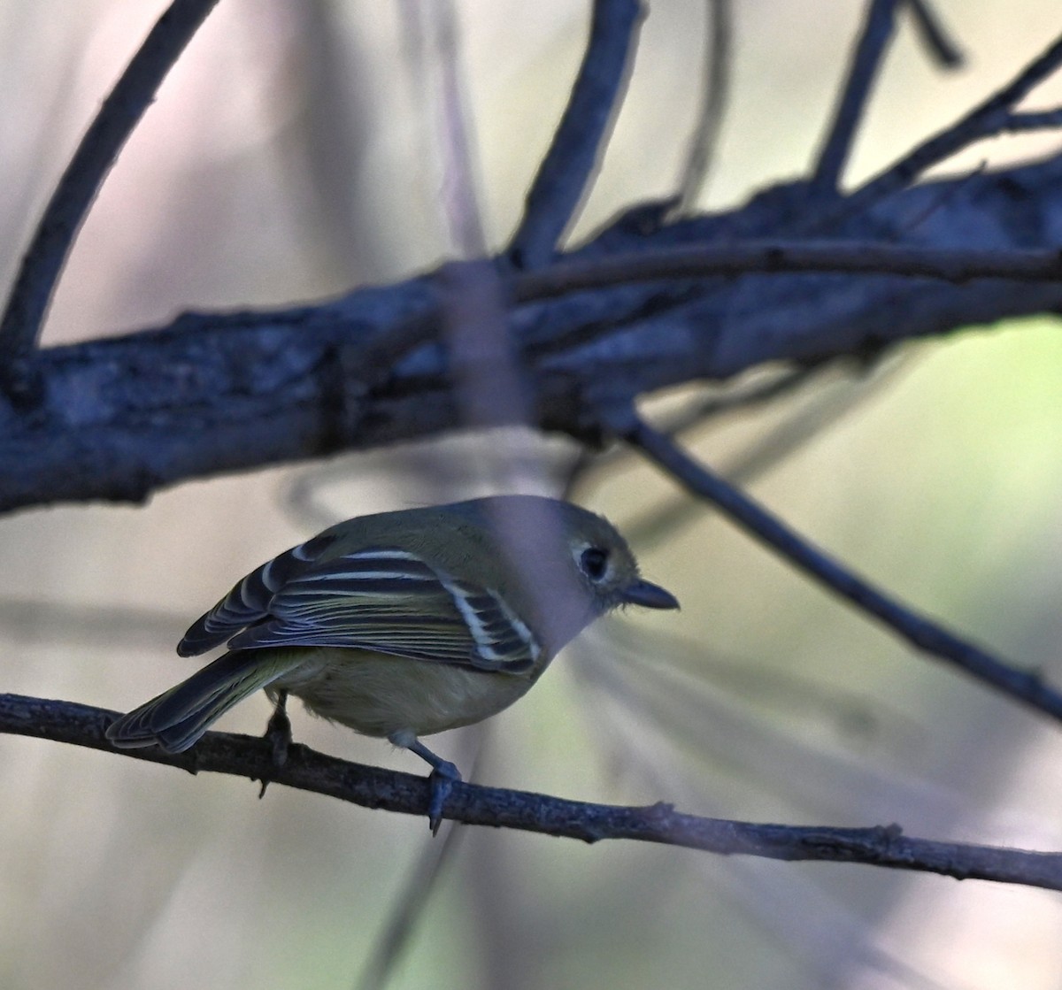 Hutton's Vireo - ML645231771