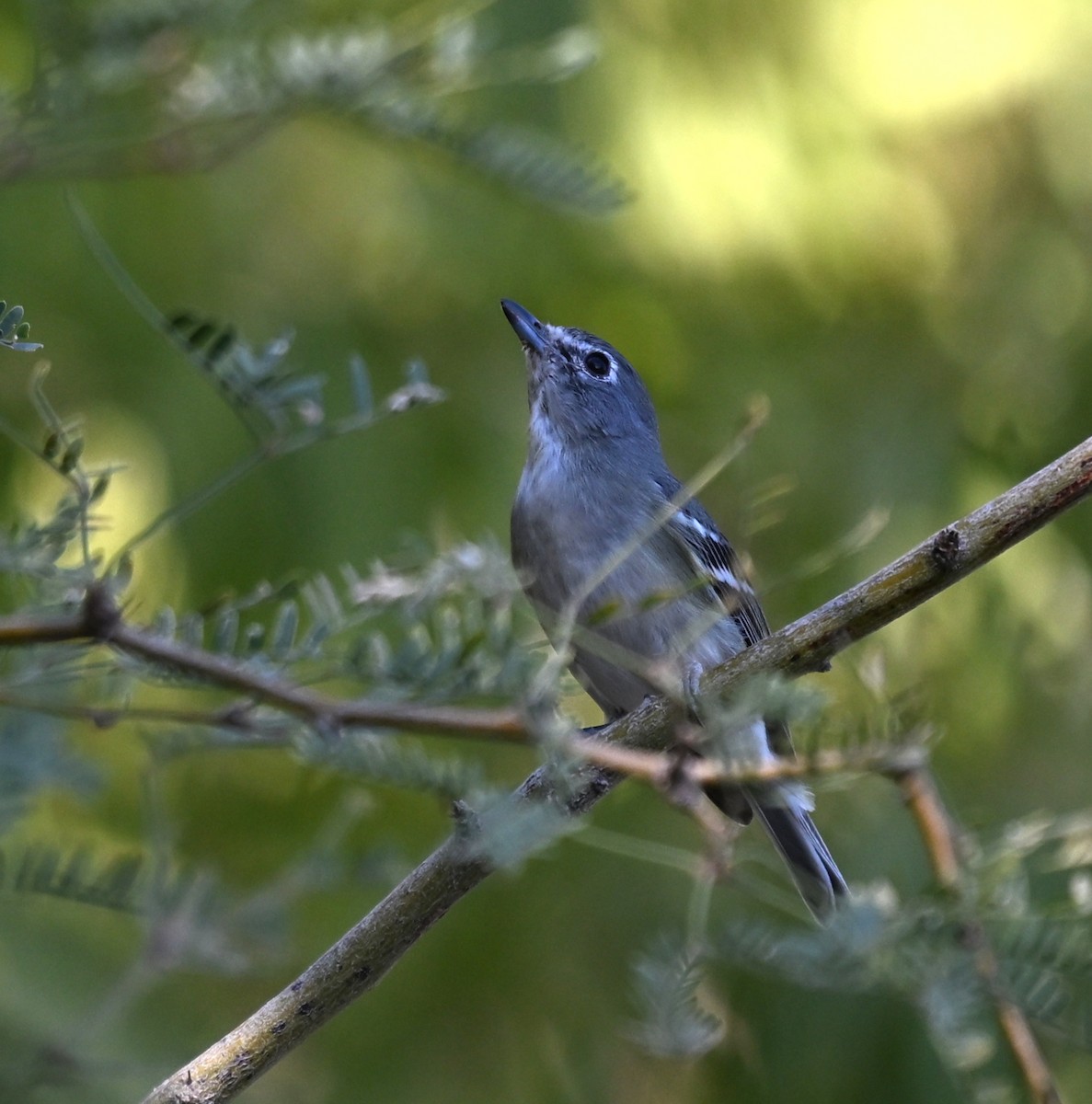Plumbeous Vireo - ML645231778