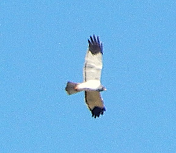 Malagasy Harrier - ML645231780