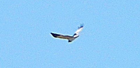 Malagasy Harrier - ML645231788