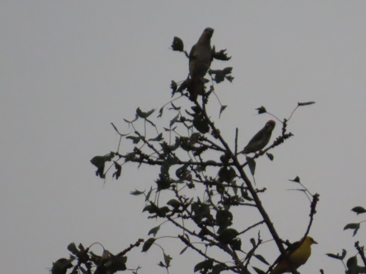 Indian Golden Oriole - ML645231812