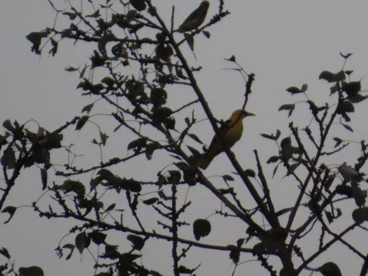 Indian Golden Oriole - ML645231813